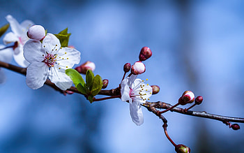 Blossoms, nature, graphy, flower HD wallpaper