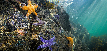 Ochre sea star, Nature's masterpiece, Coastal ecosystem wonders, Conservation efforts HD wallpaper