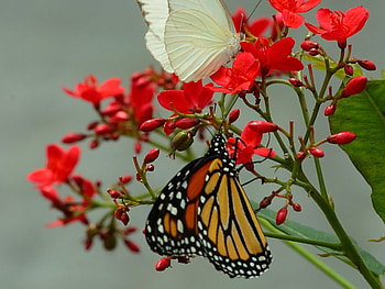 Butterflies, Insects HD wallpaper