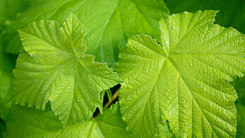 Green Leaf, Green leaf HD wallpaper