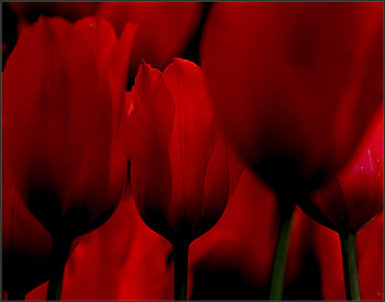 Fiery Tulips, graphy, flower, red, beautiful, nature, tulips HD wallpaper