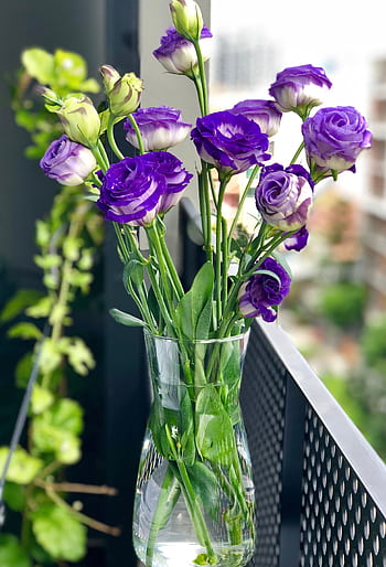 Vibrant purple lisianthus flowers bloom beautifully in a glass vase on an urban balcony. HD phone wallpaper
