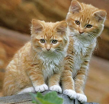 ღ❤ღ, animal, cute, cat, beautiful HD wallpaper