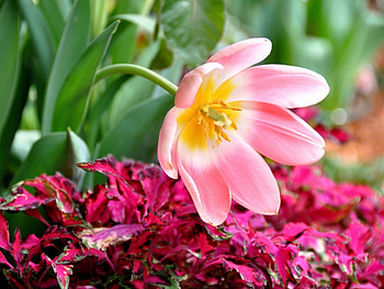 Plants, Flowers HD wallpaper