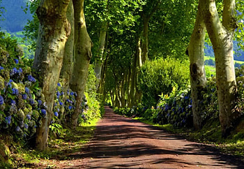 Park alley, sunny, path, beautiful, spring, walk, mountain, park, summer, leaves, trees, greenery, alley, road, flowers, forest HD wallpaper