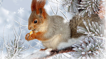 Winter Squirrel, Firefox theme, winter, pine, snolwflakes, snow, fir, squirrel HD wallpaper