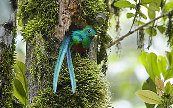 Animals, Birds HD wallpaper