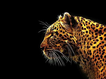 Big Cat, big, fantasy, , cat, beautiful HD wallpaper