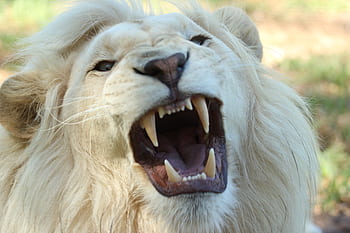 Close-up of a roaring white lion showing sharp teeth, captured in a wildlife setting. HD wallpaper