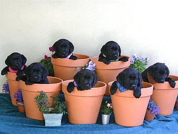 All In The Pots, dog, ground, pots, flower HD wallpaper