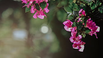 Close-up of bright pink bougainvillea flowers with green leaves in a sunlit garden. HD wallpaper