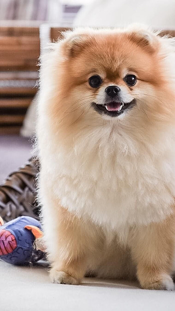 Pomeranian Dog, Cute Breed HD phone wallpaper