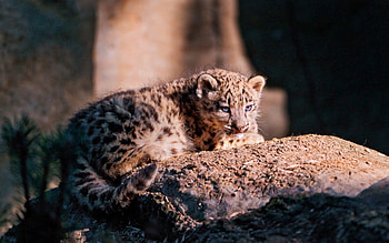 Animals, Snow Leopard, Rock, Young, To Lie Down, Lie, Stone, Joey HD wallpaper