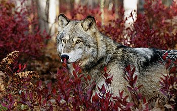 Animals, Wolfs HD wallpaper