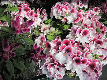 The pyramids display gardens 56, purple, white, geranium, graphy, green, Flowers, garden HD wallpaper
