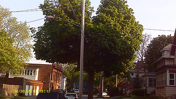 walking to the store, street, trees, nature HD wallpaper
