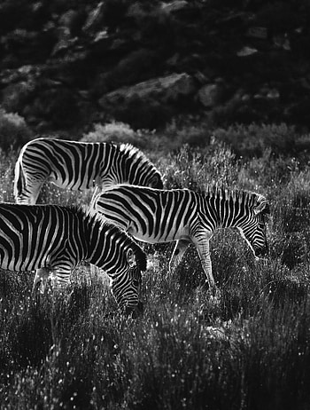 Animals, Zebra, Bw, Chb HD phone wallpaper