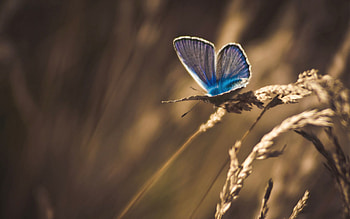 Grass, Cones, Macro, Butterfly, Dry, Spikelets, Processing, Treatment HD wallpaper