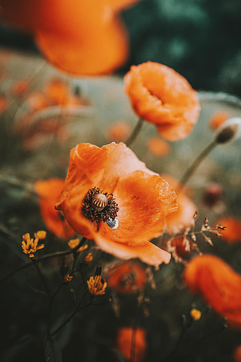 Flowers, Macro, Poppy, Wildflowers HD phone wallpaper