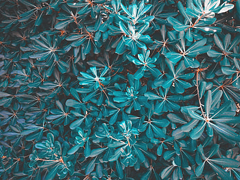 Nature, Leaves, Plant HD wallpaper