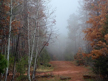 Misty Morning, trees, sky, misty, forest HD wallpaper