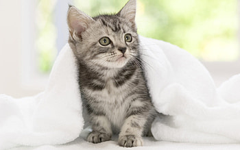 a very sweet timid bashful kitty, needs, bashful, cute, adorable, reasurance HD wallpaper