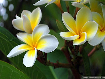 BEAUTY, FLOWERS, NATURE, PLUMERIA HD wallpaper