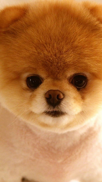 Teacup, Pomeranians HD phone wallpaper