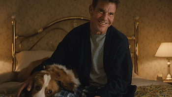 A Dog's Journey, Animal lover, Dennis Quaid, Starmometer HD wallpaper