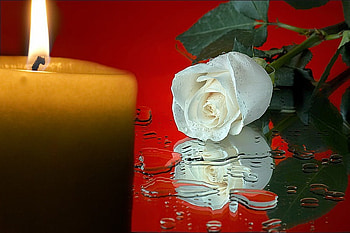 still life, rose, white, candle, beautiful HD wallpaper