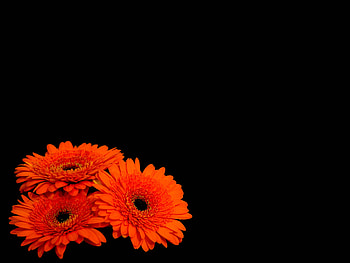 Plants, Flowers HD wallpaper