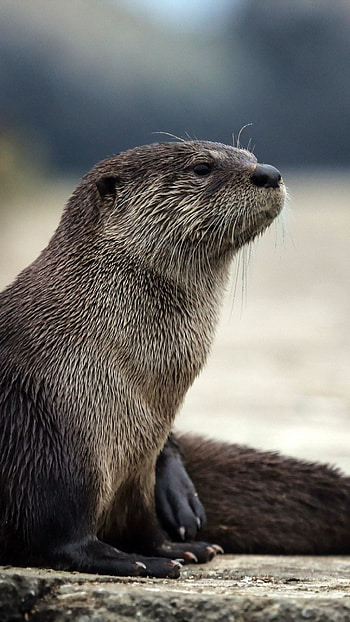 Endearing otter , Cute animal compilation, Baby otters in action, Nature's cutest creatures HD phone wallpaper