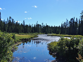 River Along A Back Road, graphy, Forest, Grass, Trees, Back Road, Nature, River, Sky HD wallpaper