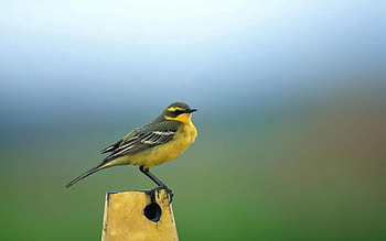 Animals, Background, To Stand, Stand, Little Bird, Birdie HD wallpaper