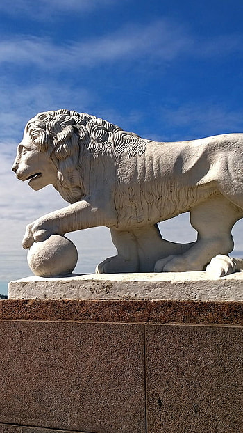Lion, beautiful HD phone wallpaper