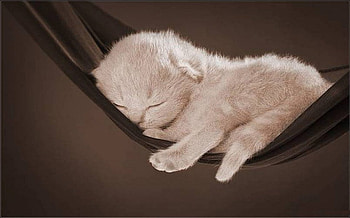 Kitten on brown hammock, animal, kitten, cat, feline, pet, hammock HD wallpaper