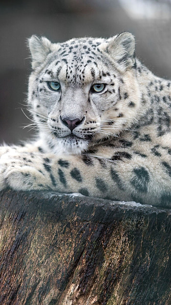 Animal snow leopard mobile, Snow leopard HD phone wallpaper
