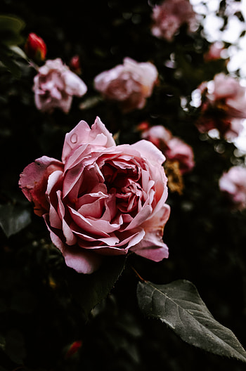 Flowers, Pink, Flower, Rose Flower, Rose, Wet, Close-Up HD phone wallpaper