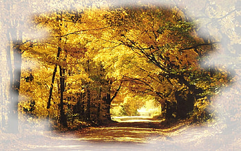Autumn Cover F1C, artwork, covered road, scenery, wide screen, painting, art, landscape, autumn HD wallpaper