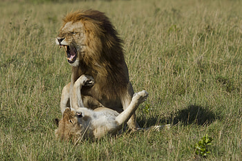 Animals, Love, Predators, Lion, Lioness, Caress, Petting HD wallpaper