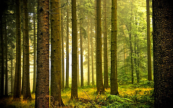Nature, Forest, Morning, Cool, Haze, Coolness HD wallpaper