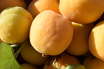 Fruits, Food, Ripe, Apricots HD wallpaper