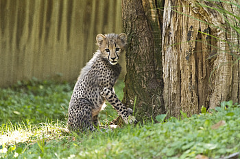 Funny, Animals, Cheetah, Sweetheart, Nice, Small Cat, Little Cat HD wallpaper
