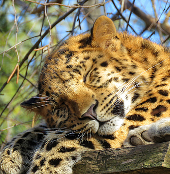 Sleep, leopard, predator, muzzle HD phone wallpaper