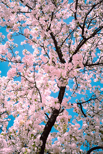 Flowers, Pink, Sakura, Wood, Tree, Branches, Spring HD phone wallpaper