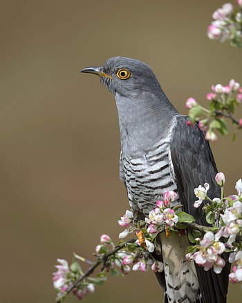 Cuckoo beautiful birds, Nature's wonder, Captivating feathered friends, Avian delights HD phone wallpaper