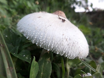 mushroom hobbit, white, nature, mushroom, fungi HD wallpaper