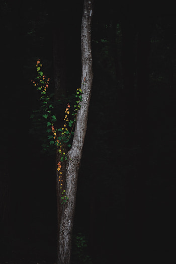 Plant, Dark, Wood, Forest, Tree HD phone wallpaper