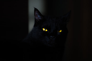 Cat, Eyes HD wallpaper