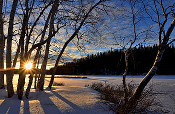 A scenic winter sunset with trees casting long shadows on snowy ground. HD wallpaper
